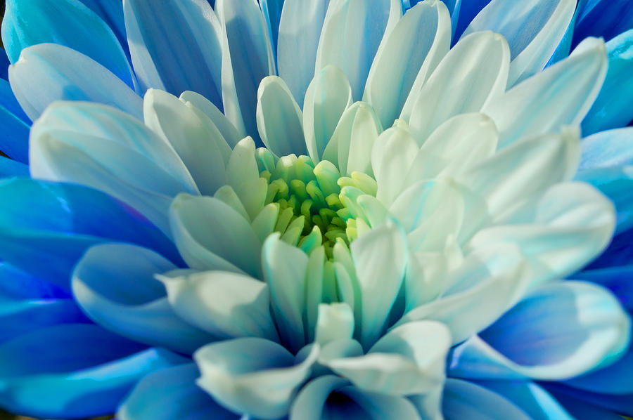Chrysanthemum Photograph by Scott Carruthers