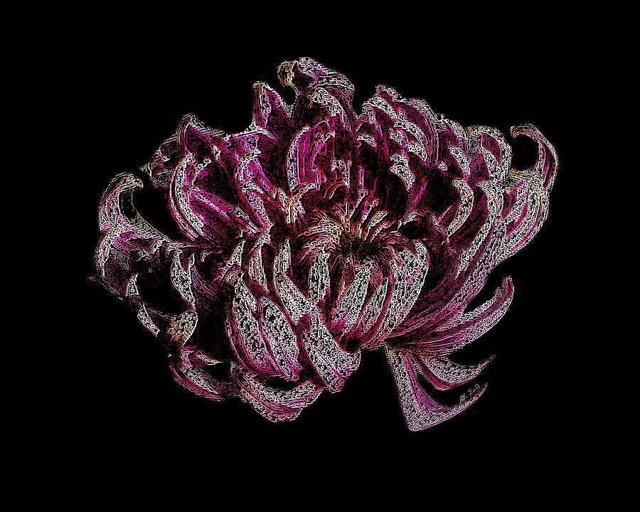 Chrysanthemum Scribble Digital Art by Stephanie Grant