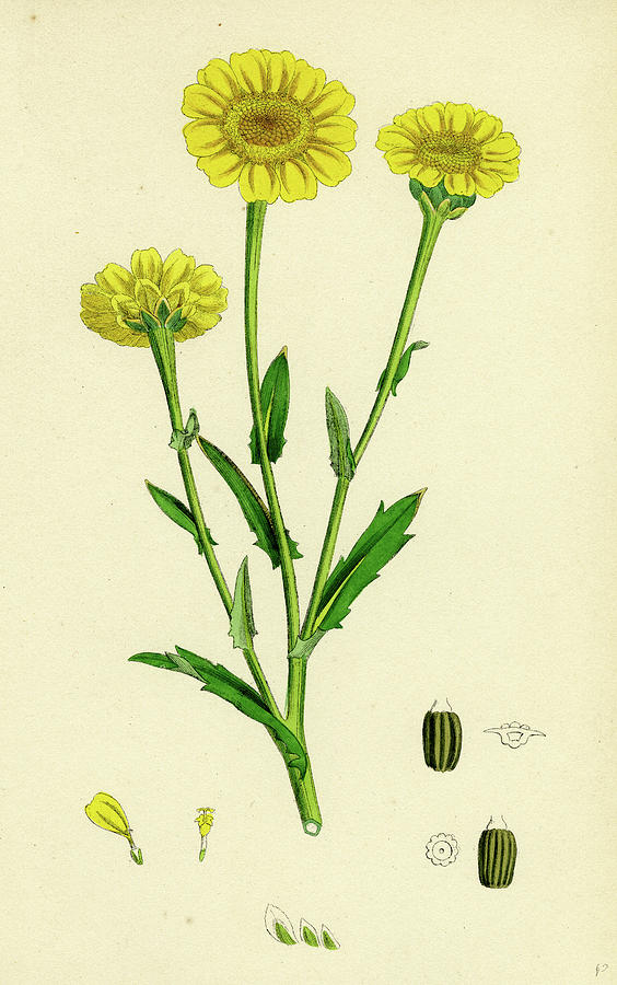 Chrysanthemum Segetum Corn Marigold Drawing By English School