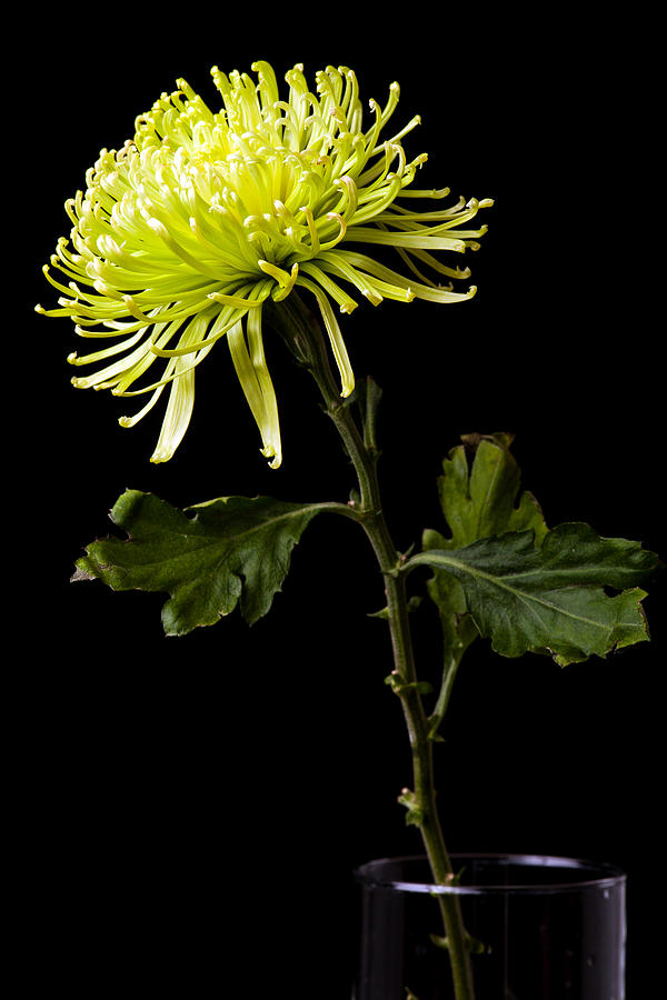 Chrysanthemum Photograph by Sennie Pierson