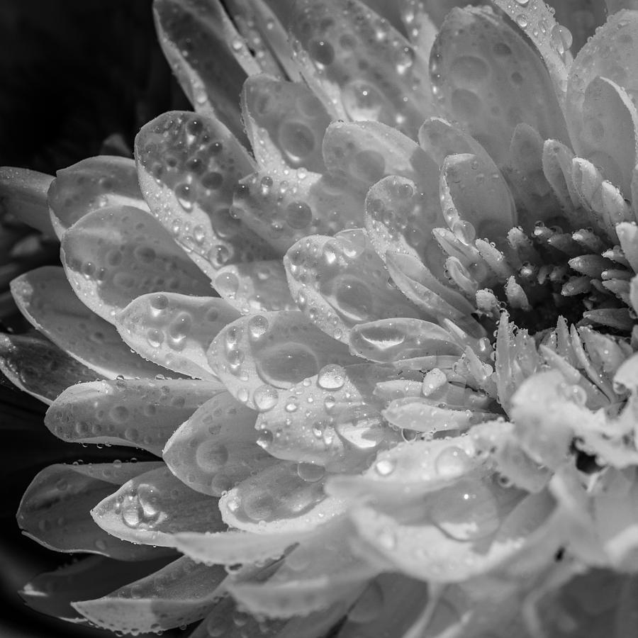 Chrysanthemum Squared Photograph by Maria Robinson