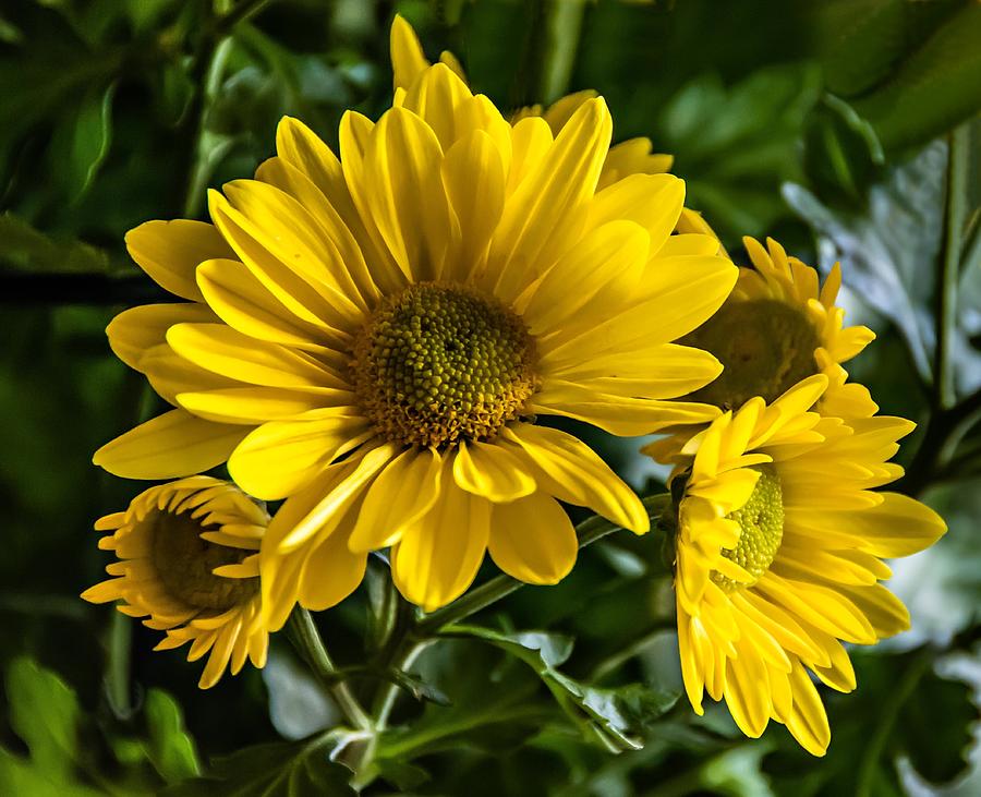 Flower Photograph - Chrysanthemum by Steve Harrington