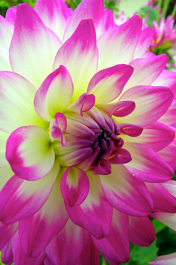 Nature Photograph - Chrysanthemum by Thomas Hall