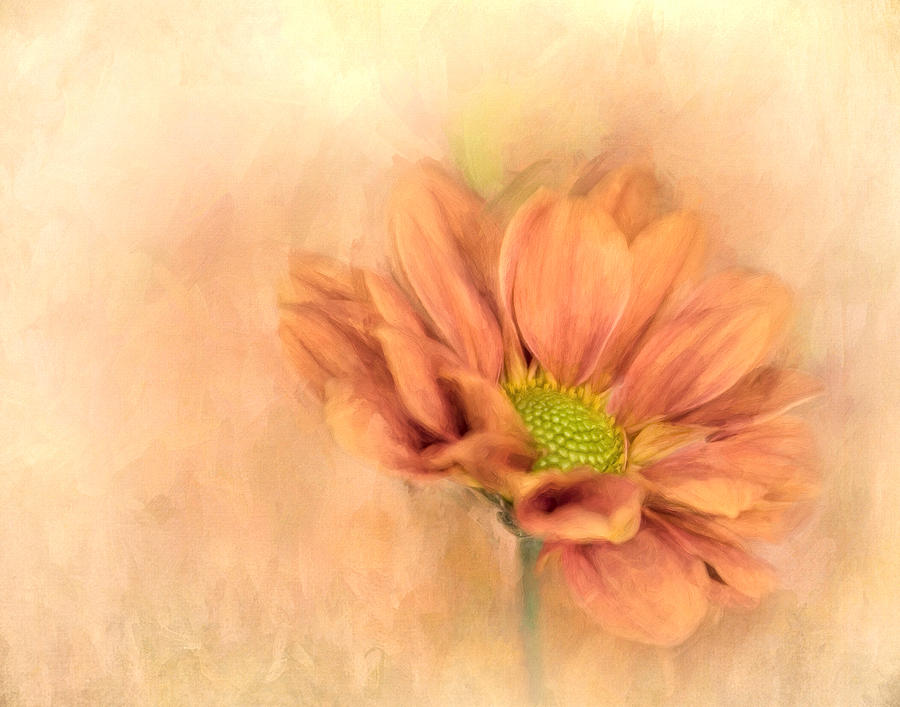 Flowers Still Life Photograph - Chrysanthemum V by David and Carol Kelly