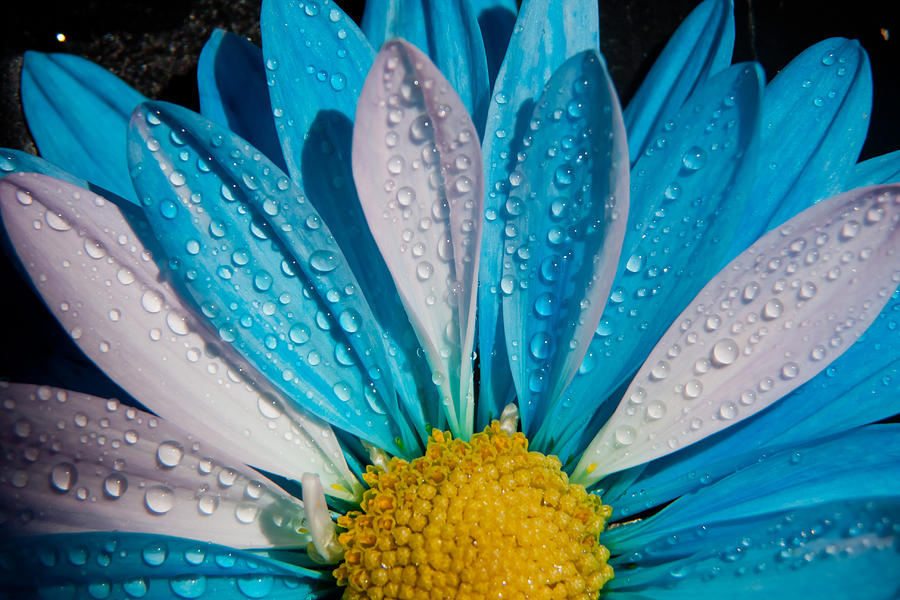 Chrysanthemum Photograph by Vanessa Thomas