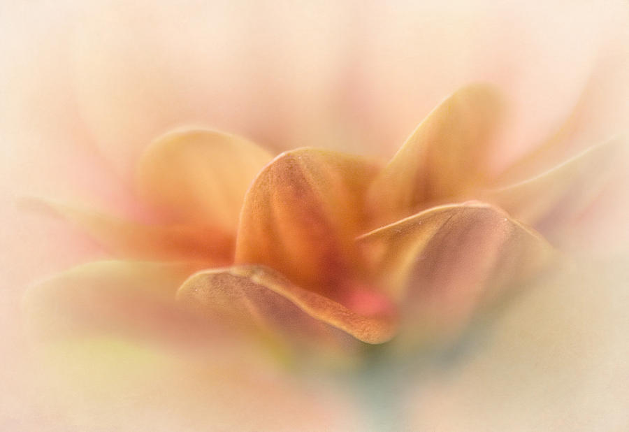 Nature Photograph - Chrysanthemum VI by David and Carol Kelly