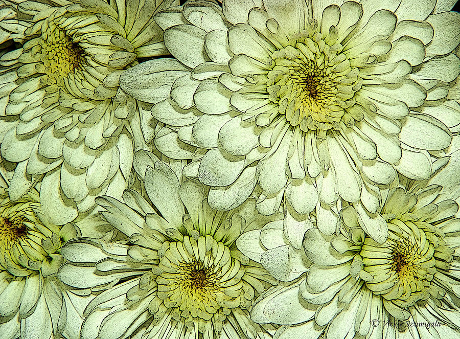 Chrysanthemum Photograph by Vickie Szumigala