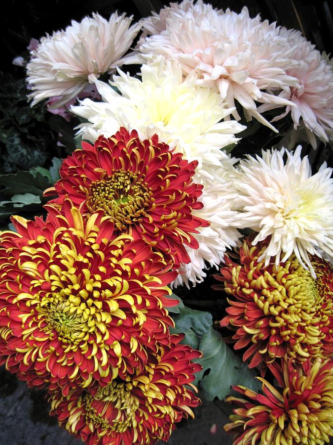 Chrysanthemums Autumn Italian Flower Market Photograph by Patricia E ...