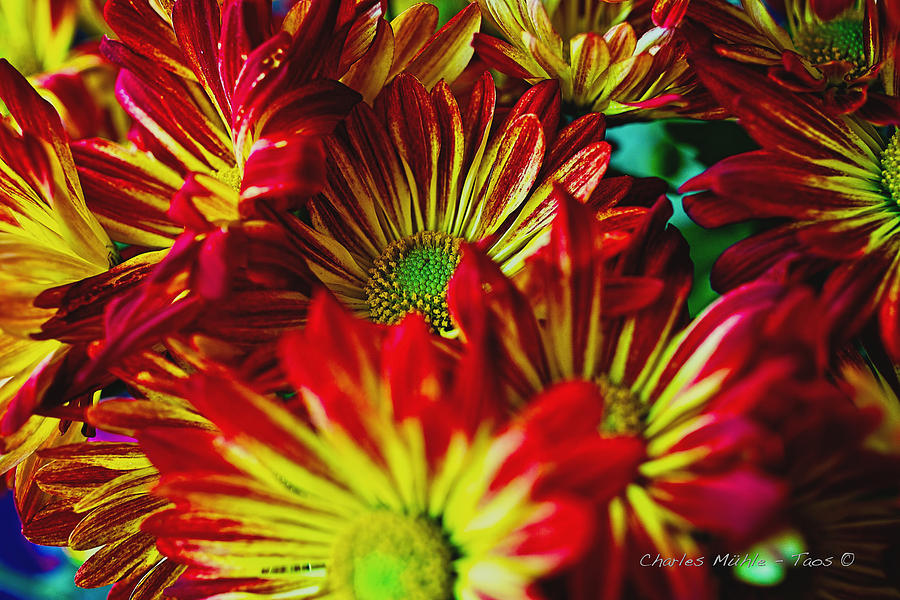 Chrysanthemums Photograph by Charles Muhle