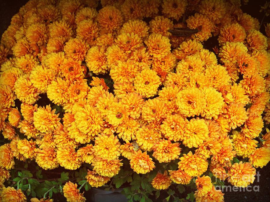 Chrysanthemums - Harbingers of Fall Photograph by Miriam Danar