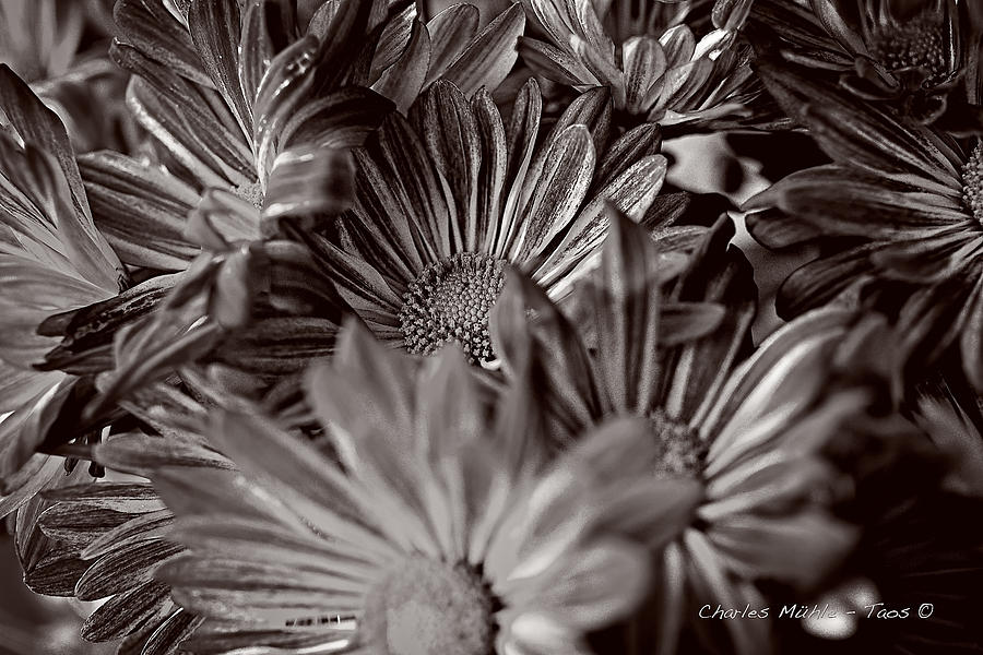 Chrysanthemums in sepia Photograph by Charles Muhle