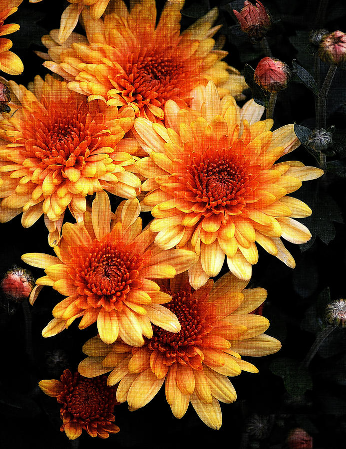 Chrysanthemums Photograph by Joan Han