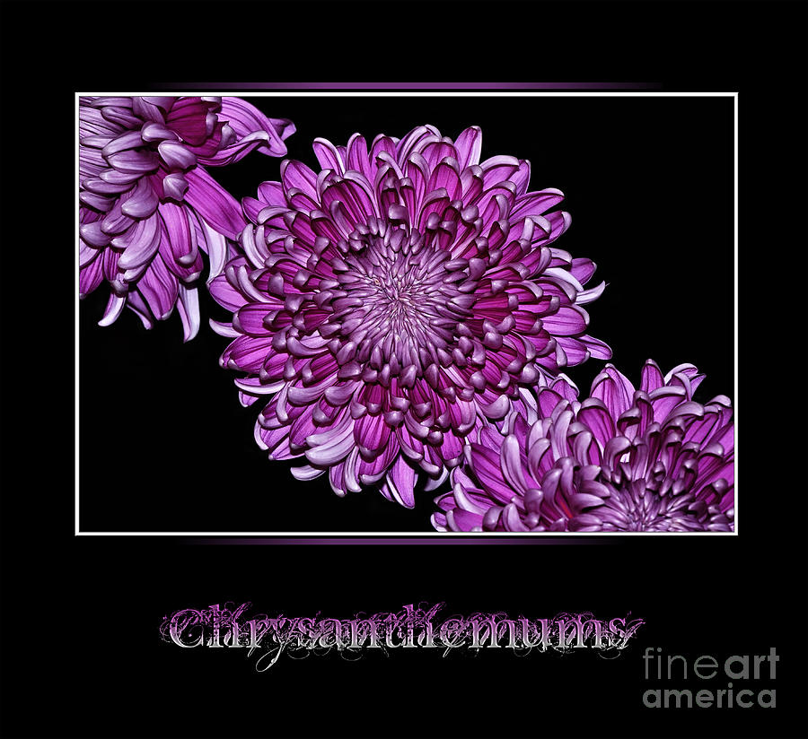 Chrysanthemums on Black Photograph by Kaye Menner