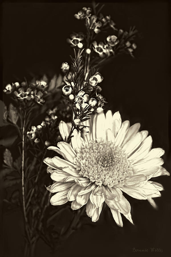 Chrysanthimum Photograph by Bonnie Willis