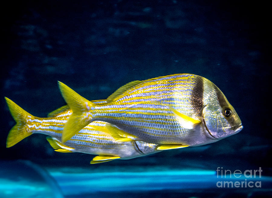 Chub fish Photograph by Cheryl Baxter