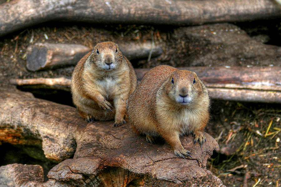 Chubby Pair Photograph by Larry Trupp