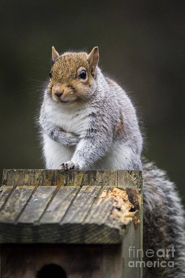 Chubby Squirrel Photograph by Sonya Lang