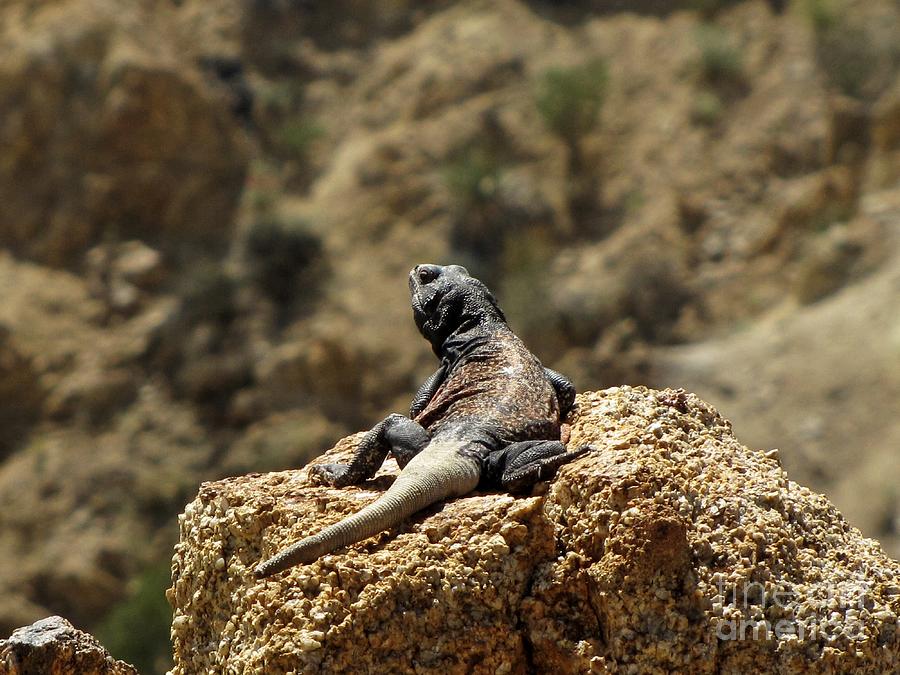 Reptile Photograph - Chucka Walla Overlook by Sheryl Young