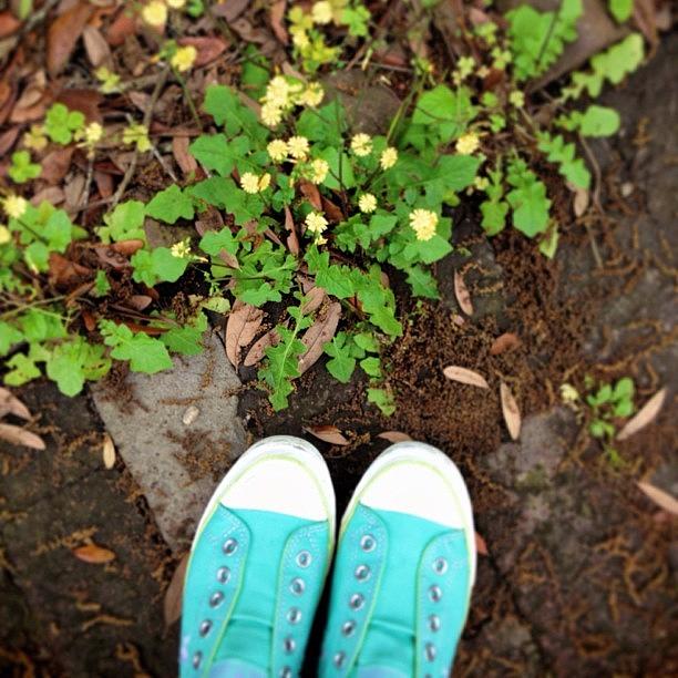 Weeds Photograph - Chucks And Buttercups #weeds by Diana Daley
