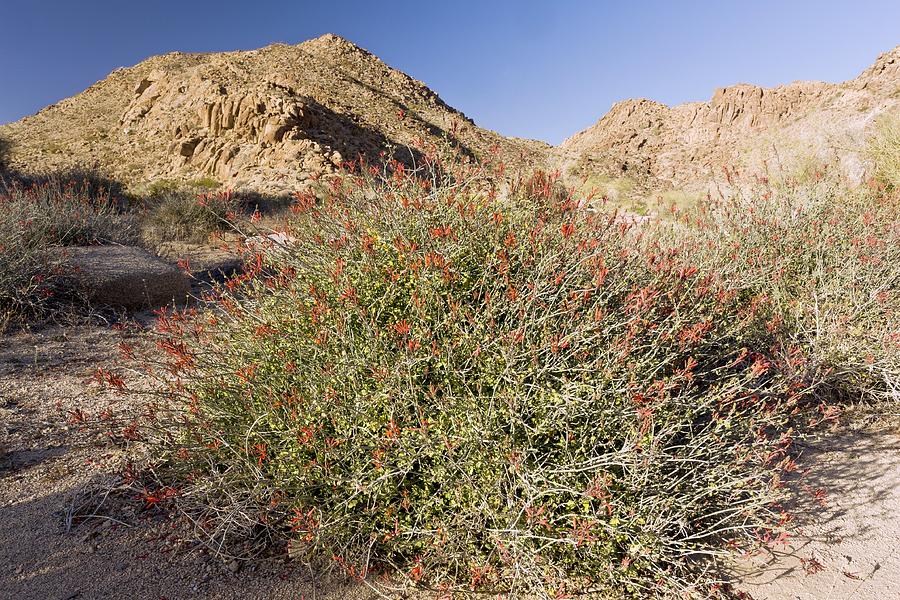 Chuparosa (Justicia Californica) Bush Photograph By Science Photo ...