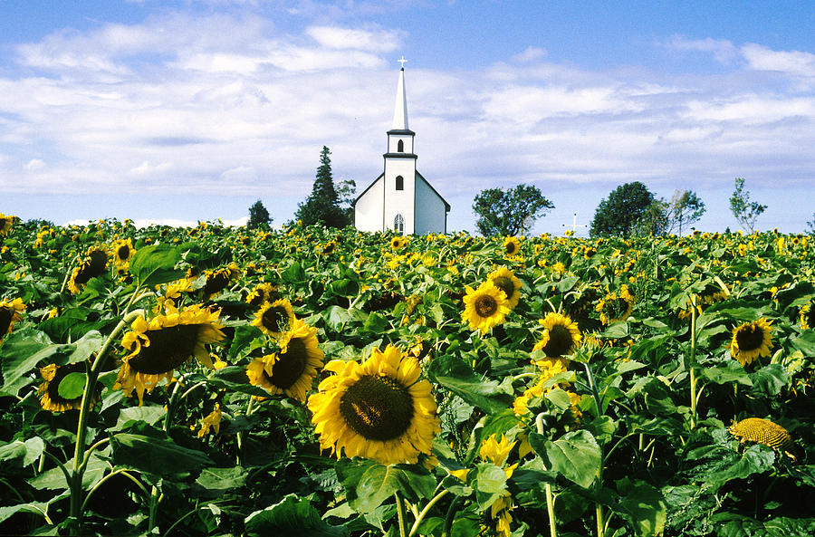 Church And Sunflowers Photograph by Lionel Stevenson