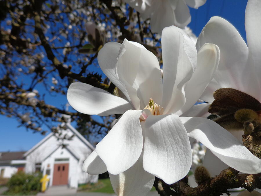 Church Spring White Blooms - British Columbia Photograph