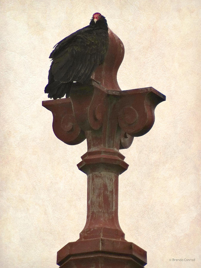 Bird Photograph - Church Vulture by Dark Whimsy