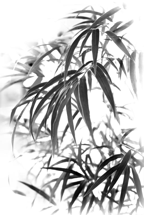 Chusquea Bamboo Foliage Photograph by Nathan Abbott