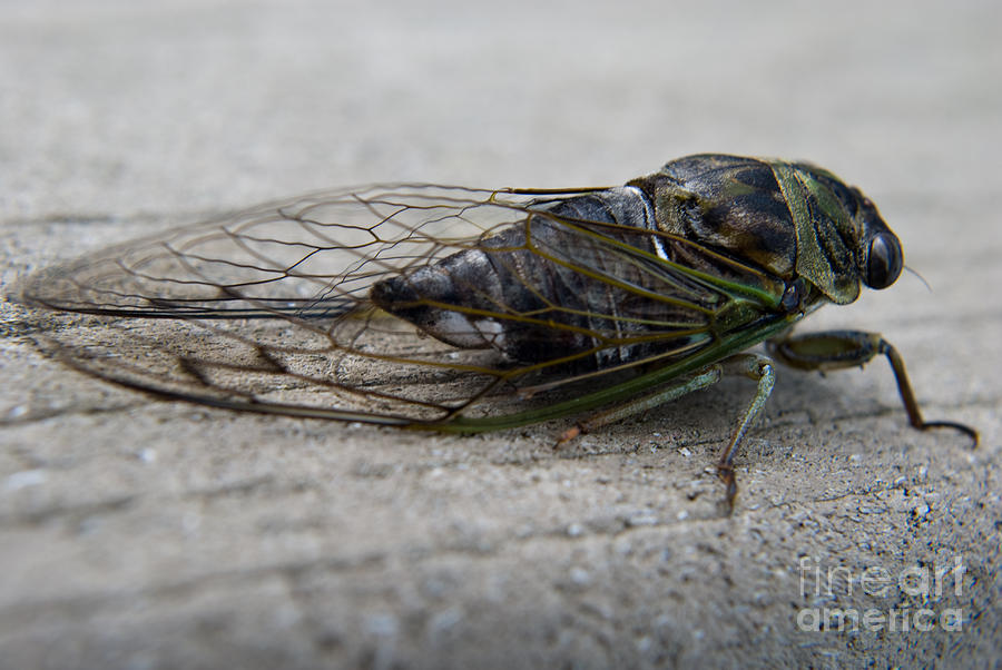 Nature Photograph - Cicada-4 by Pittsburgh Photo Company
