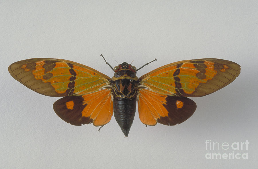 Insects Photograph - Cicada by Barbara Strnadova