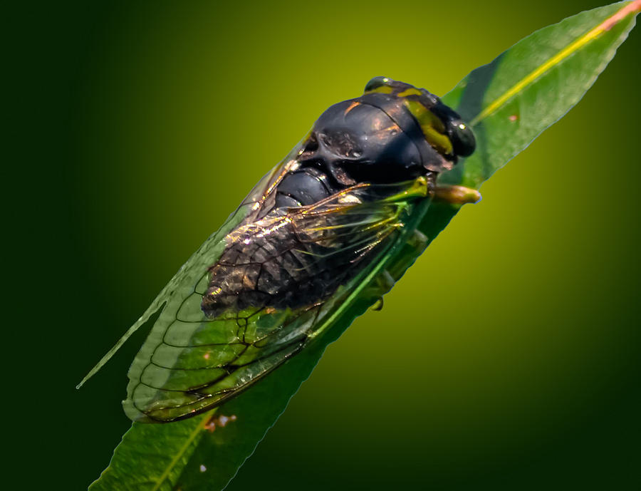 Cicada Photograph by Brian Stevens