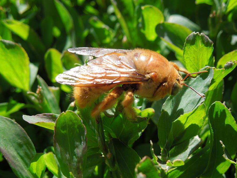 Cicada Bug Birth Photograph by Donna Jackson - Fine Art America