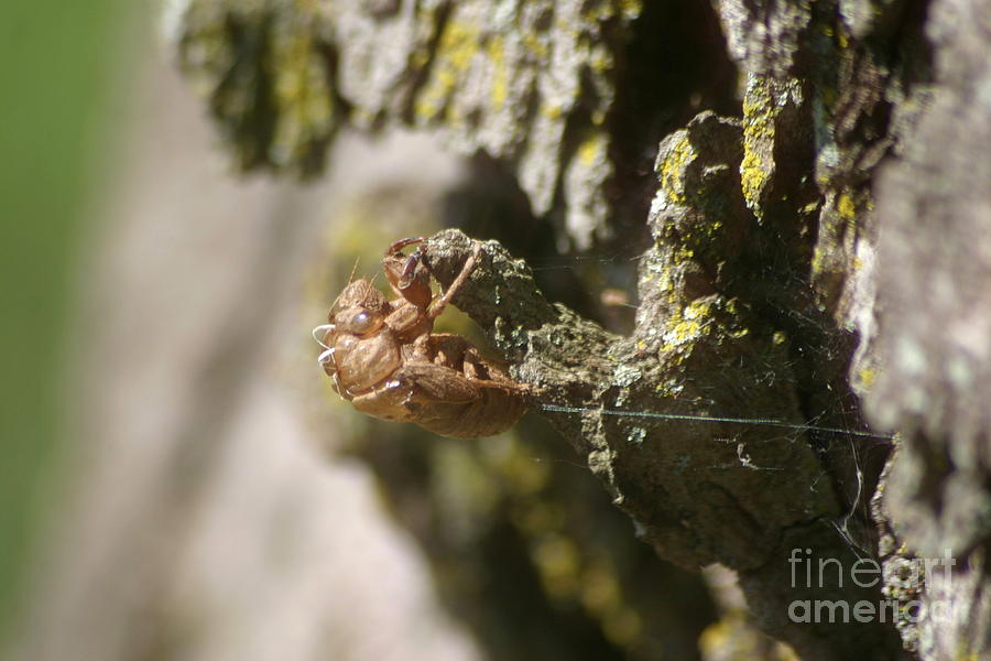 Cicada Bug Photograph by Living Color Photography Lorraine Lynch