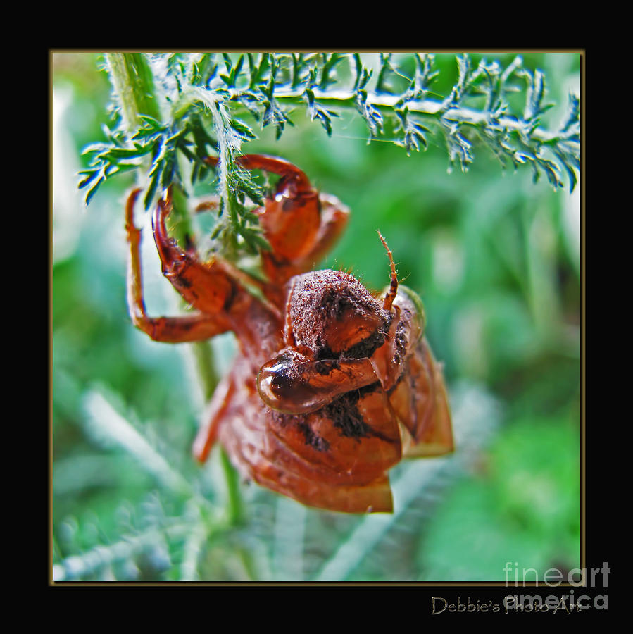 Cicada bug Shell Photograph by Debbie Portwood - Fine Art America