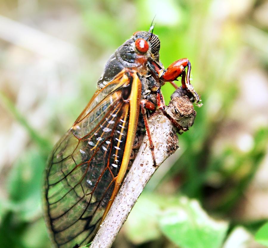 Cicada Photograph by Candice Trimble | Fine Art America