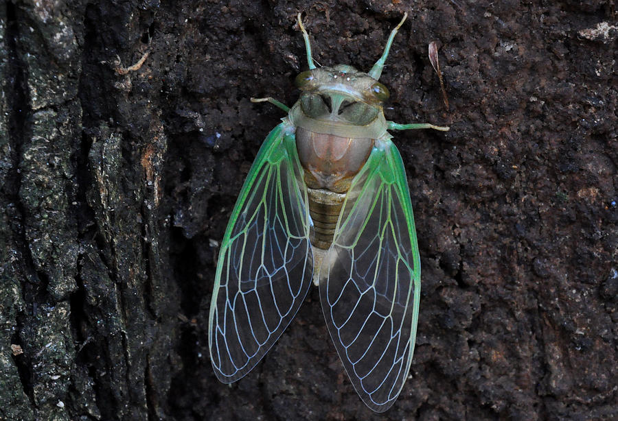 Cicada Photograph by Diane Lent