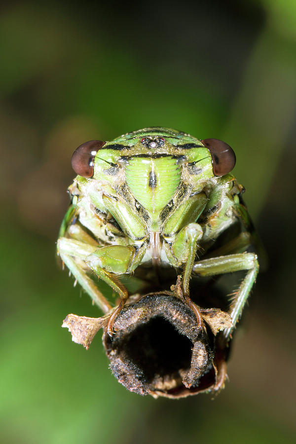 Cicada Photograph by Dr Morley Read
