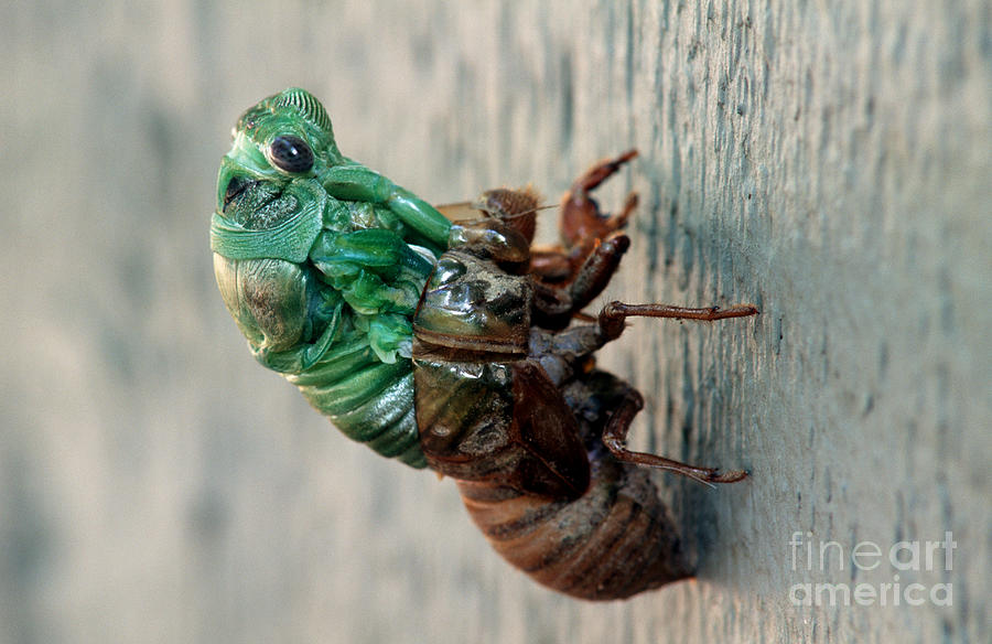 Animal Photograph - Cicada Emerging From Exoskeleton by James L. Amos