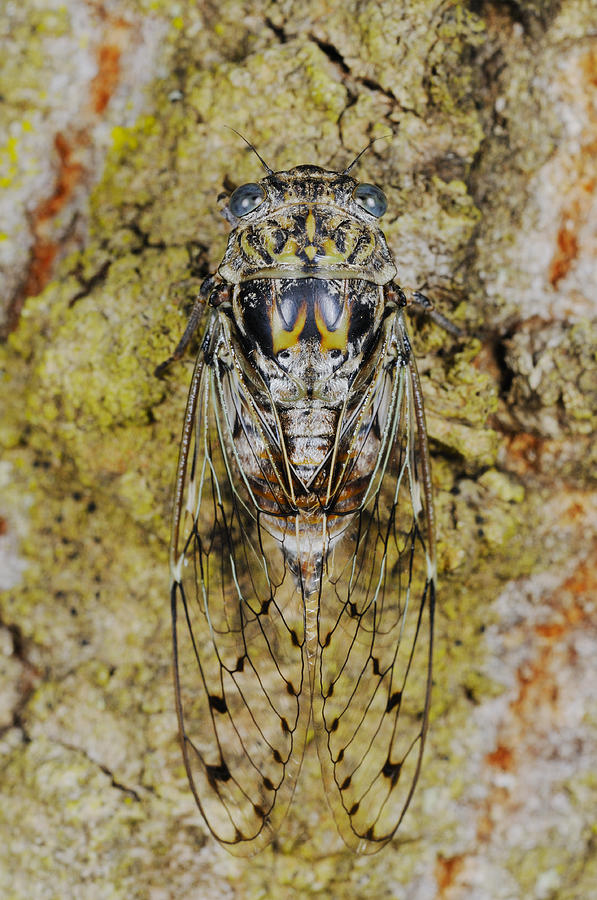 Cicada Photograph by Fabio Pupin/FLPA