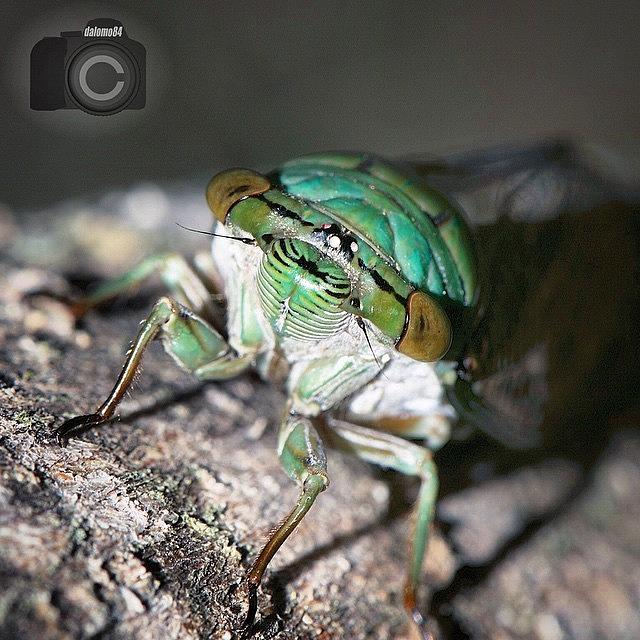 Cicada Face #animalsbydl Photograph by David Lopez