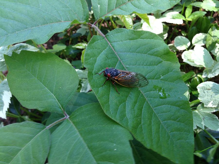 Cicada Invasion Photograph by Cornelia DeDona