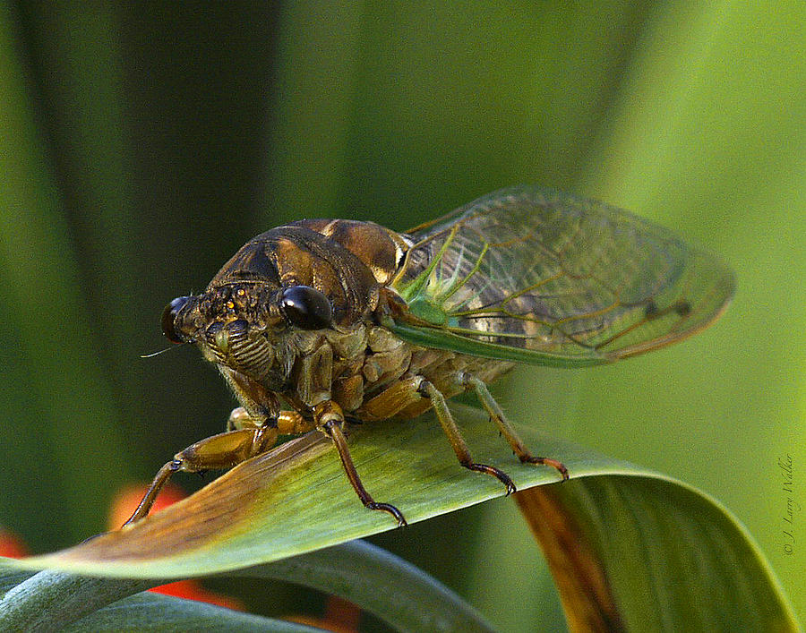 Cicada Digital Art by J Larry Walker
