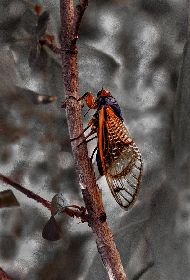 Cicada Photograph by Jamieson Brown