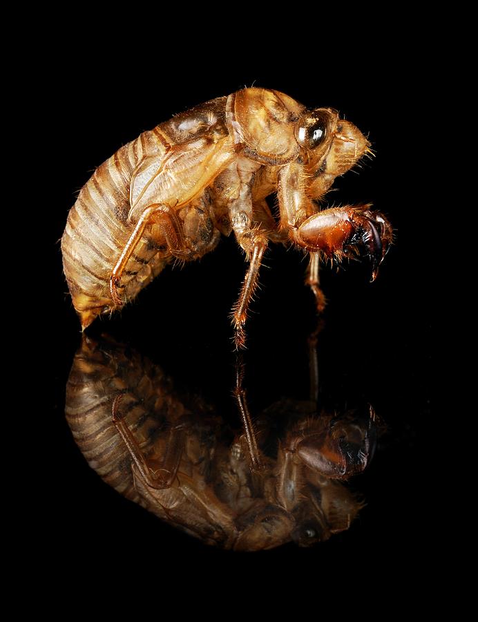 Insects Photograph - Cicada by Jim Hughes