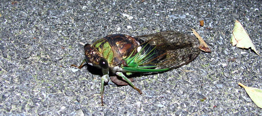 Cicada Photograph by Joshua Bales