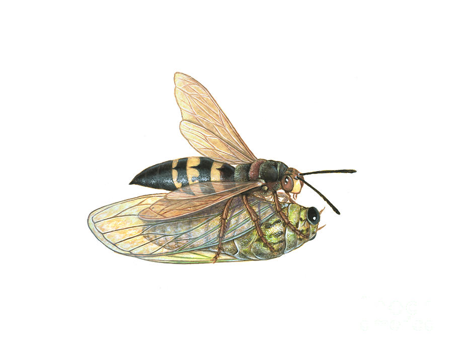 Animal Photograph - Cicada Killer Wasp Sphecius Speciosus by Carlyn Iverson