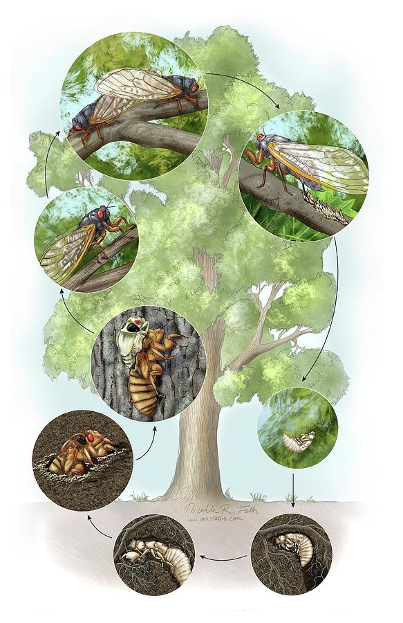 Cicada Life Cycle Photograph by Nicolle R. Fuller/science Photo Library