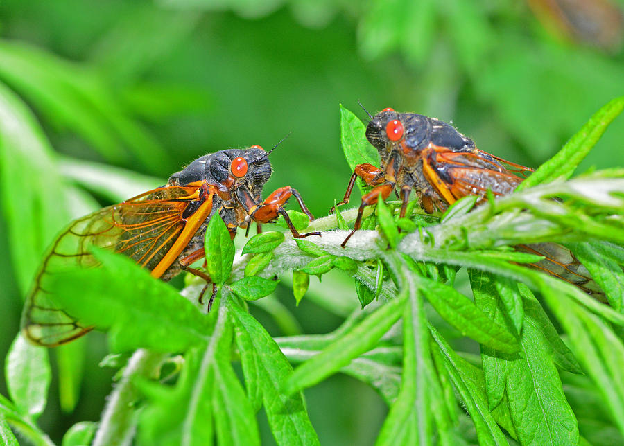 Cicada Love Photograph by Karl Barth - Fine Art America