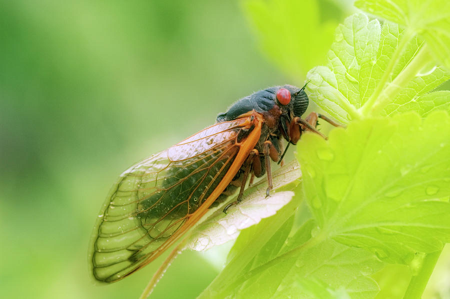 Cicada (magicicada Septendecim) Photograph by Maria Mosolova/science Photo Library
