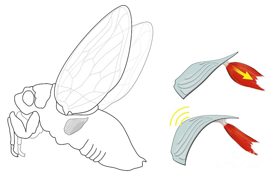 Wildlife Photograph - Cicada Noise Mechanism, Diagram by Claus Lunau